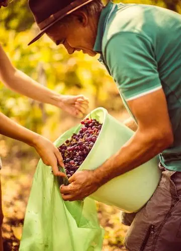 Tuscan winemaker harvesting grapes by hand
